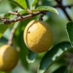 Oasis d’Aboukir : plongez au cœur du mur végétal spectaculaire qui transforme Paris