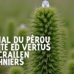 Jasminum polyanthum : guide complet pour l&rsquo;entretien, la floraison et la culture en pot